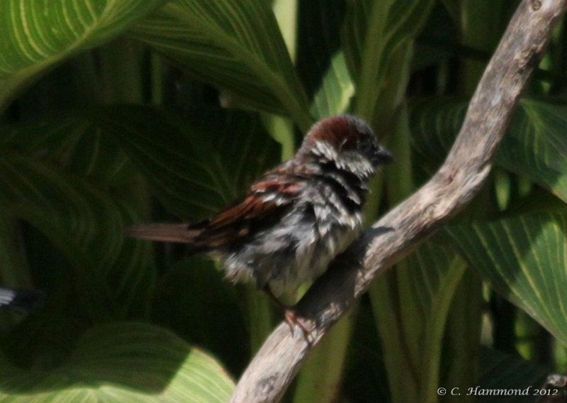 House Sparrow.jpg